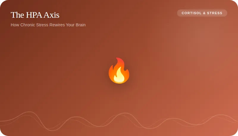 How Chronic Stress Rewires Your Brain Over Time